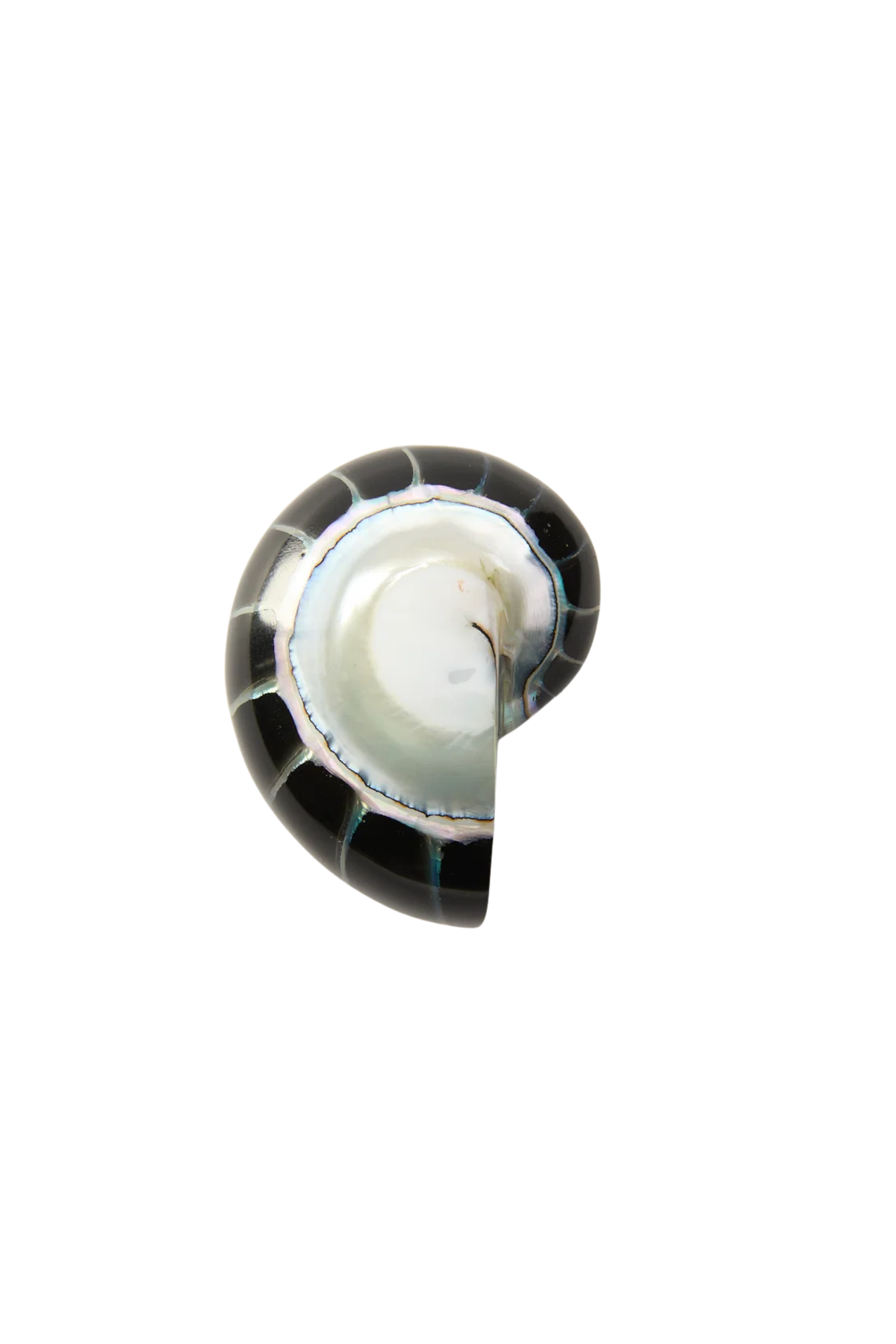 Nautilus Earrings - Black